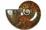 Polished Ammonite (Cleoniceras) Fossil - Madagascar #364999-1